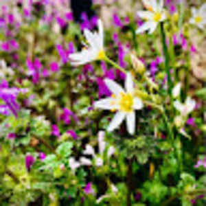 Meet your Posher, Lili